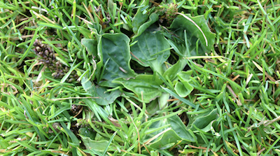 Broad-leaved plantain