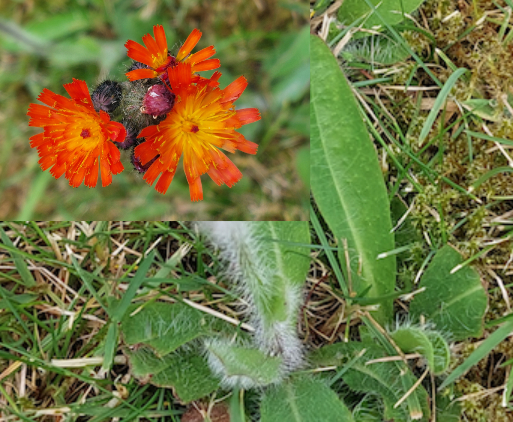 Orange Hawkweed