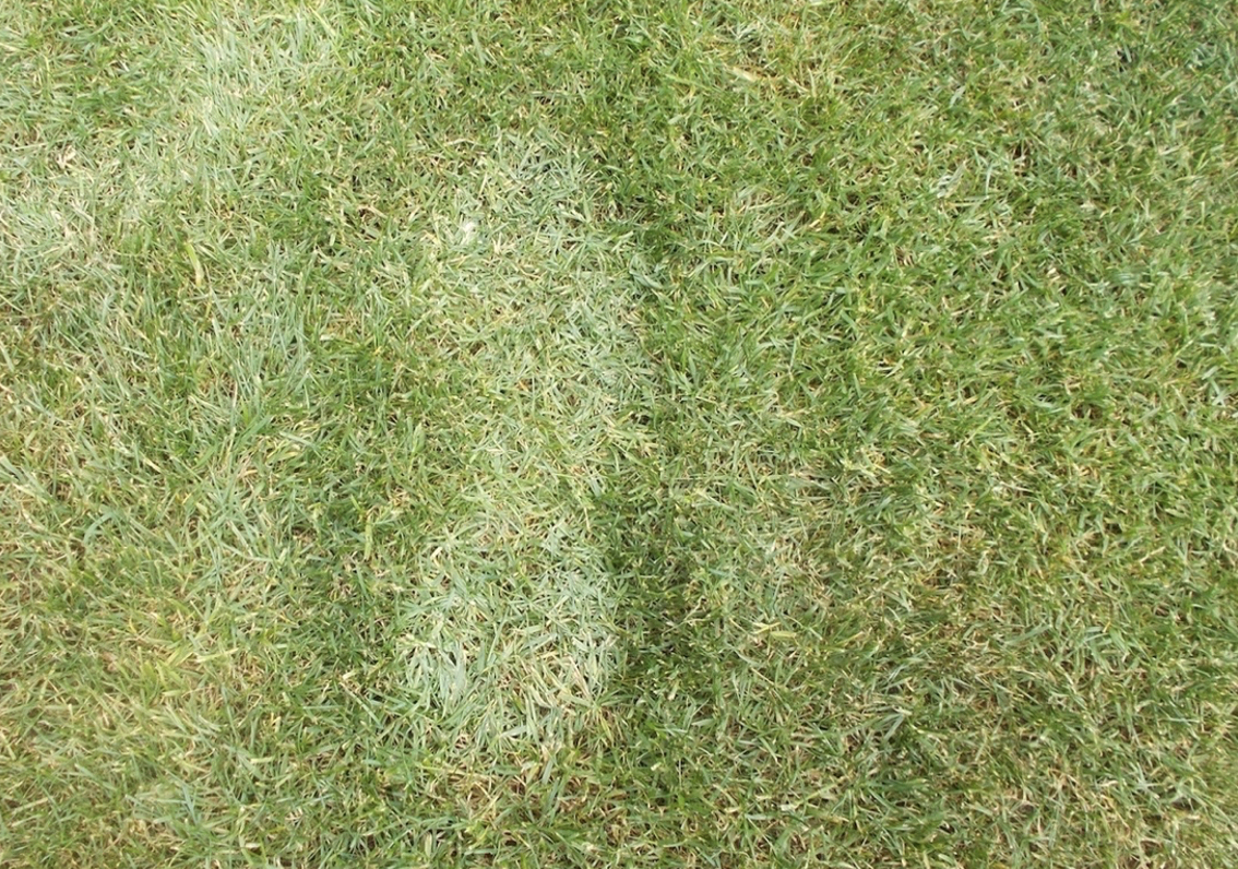 Footprinting on sward