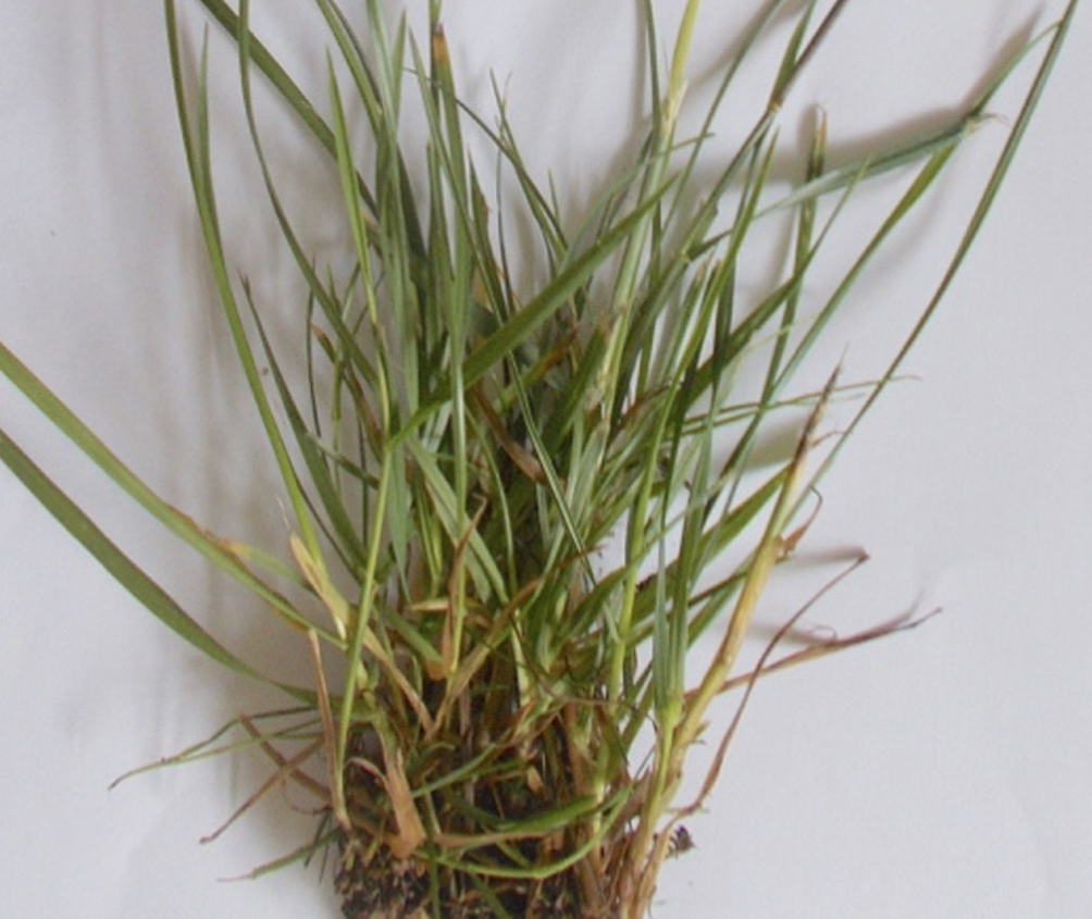 Perennial ryegrass